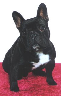 My French Bulldog named Bisse