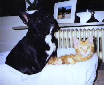 and the expression goes - "they are living like cats and dogs!"