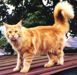 My Maine Coon named Freddie